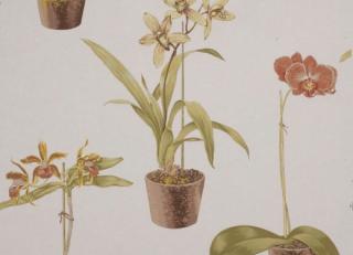 Фото - Обои Boussac Faune & Flore - 504379>