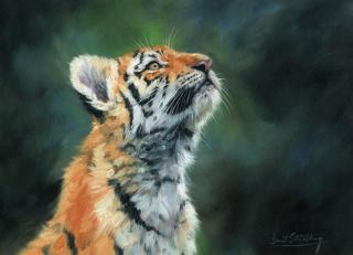 Фото - Обои Ortograf Дэвид Стрибблинг - 479034>