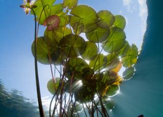 Фото - Обои Photowall Природа - 298752>