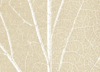 Фото - Обои Ango Linea Natural - 330858>