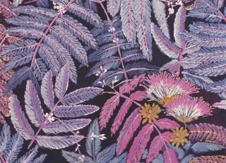 Фото - Обои Casadeco Botanica - 535608>