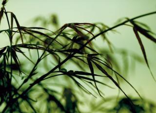 Фото - Обои Mr Perswall Photo - 235213>