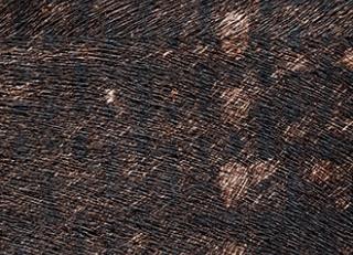 Фото - Обои Elitis Indomptee - 377147>