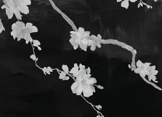 Фото - Обои Phillip Jeffries Haiku&Sakka - 519867>