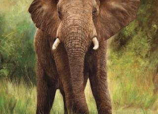 Фото - Обои Ortograf Дэвид Стрибблинг - 479041>