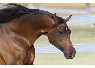 Фото - Обои Photowall Животные - 298678>