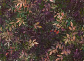 Фото - Обои Clarke&Clarke Exotica 2 - 552664>