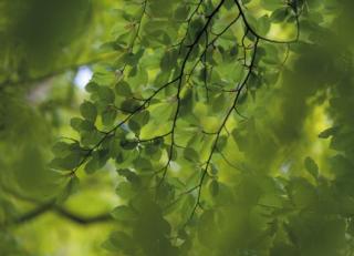 Фото - Обои Mr Perswall Photo - 235230>