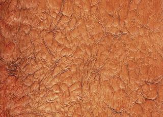 Фото - Обои Arlin Velawall - 342111>