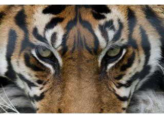 Фото - Обои Photowall Животные - 298683>