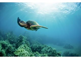 Фото - Обои Photowall Животные - 298685>