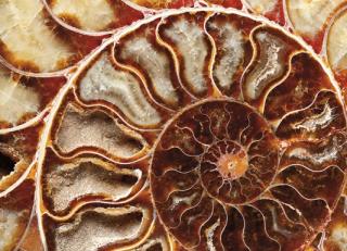 Фото - Обои Ortograf Мisto - 479281>