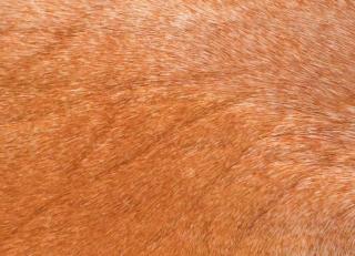 Фото - Аксессуары Pavoni Кожа Vitellina Pelo - 589033>