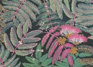 Фото - Обои Casadeco Botanica - 535611>