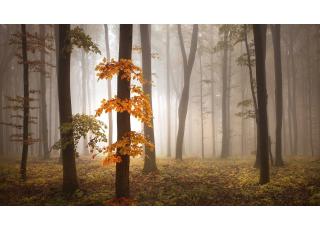 Фото - Обои Photowall Природа - 298755>