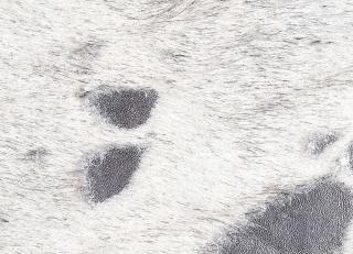 Фото - Аксессуары Pavoni Кожа Vitellina Pelo - 589059>