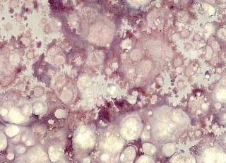 Фото - Итальянские бумажные обои - 342012>