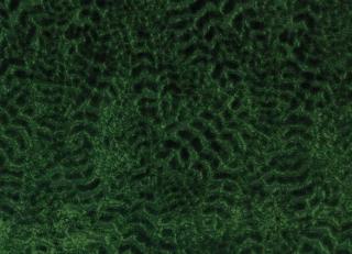 Фото - Ткани Nina Campbell Cathay Weaves - 260641>