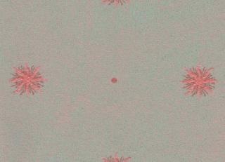 Фото - Ткани Rubelli Festa - 488788>