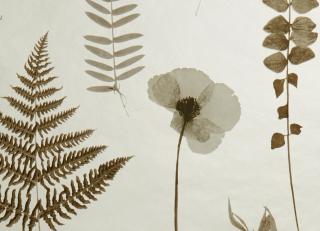 Фото - Обои Clarke&Clarke Botanica Wallcoverings - 361984>