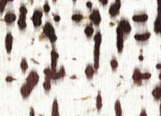 Фото - Обои Elitis Libero - 261950>