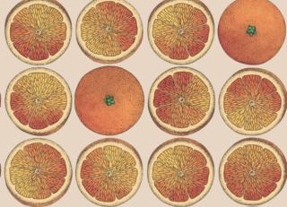 Фото - Обои Cole & Son Fornasetti Senza Tempo - 423533>