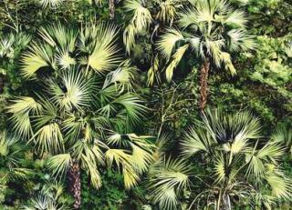 Фото - Обои Pierre Frey Graminees 3 - 324213>