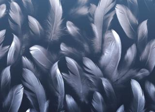 Фото - Обои Ortograf Levity - 477111>