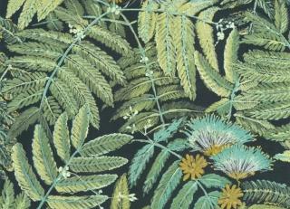 Фото - Обои Casadeco Botanica - 535610>