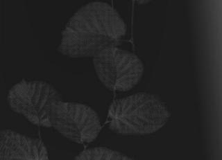 Фото - Обои Origin Park Avenue - 346248>