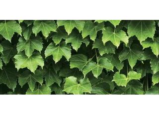 Фото - Обои Shinhan Natural  - 554962>