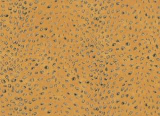 Фото - Обои Khroma Cabinet of curiosities - 508897>