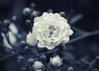 Фото - Обои Mr Perswall Expressions - 234744>