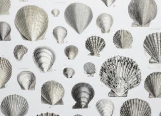 Фото - Обои Designers Guild John Derian - Picture Book - 412183>