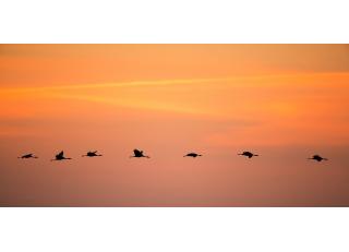 Фото - Обои Photowall Животные - 298681>