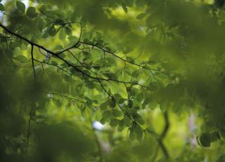 Фото - Обои Mr Perswall Photo - 235229>