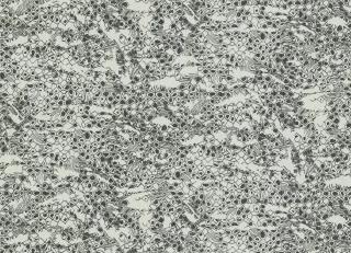 Фото - Обои Roberto Cavalli No.8 - 540540>