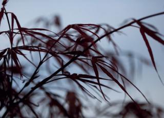 Фото - Обои Mr Perswall Photo - 235212>