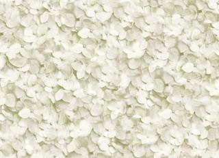 Фото - Обои Koziel The Boutique de l'Imposture's selection - 326816>