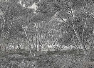 Фото - Обои Faboie Whispering In The Jungle - 622307>