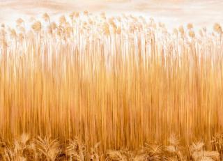 Фото - Обои Italreflexes Kata - 390516>