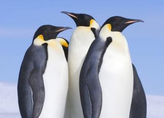 Фото - Обои Photowall Животные - 298689>