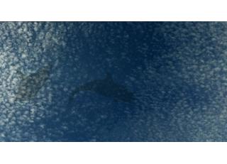 Фото - Обои с рисунком природы - 199799>