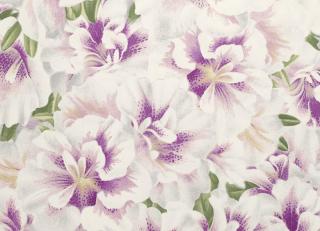 Фото - Обои Designers Guild John Derian - Picture Book - 412198>