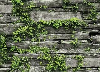 Фото - Обои Shinhan Natural  - 554945>