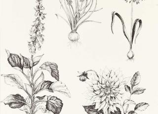 Фото - Обои Clarke&Clarke Secret Garden Wallpaper - 600180>