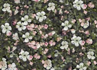 Фото - Обои Coordonne Naturae - 559372>