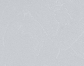 Фото - Обои Andrea Rossi Spectrum+ - 616428>