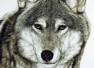 Фото - Обои Photowall Животные - 298684>