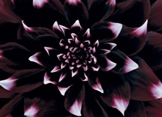 Фото - Обои Mr Perswall Photo - 235222>